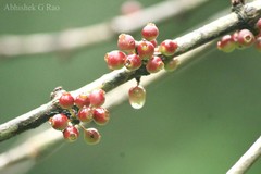 Memecylon malabaricum